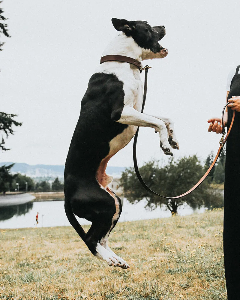 Classic Canine Collar - Saddle Tan
