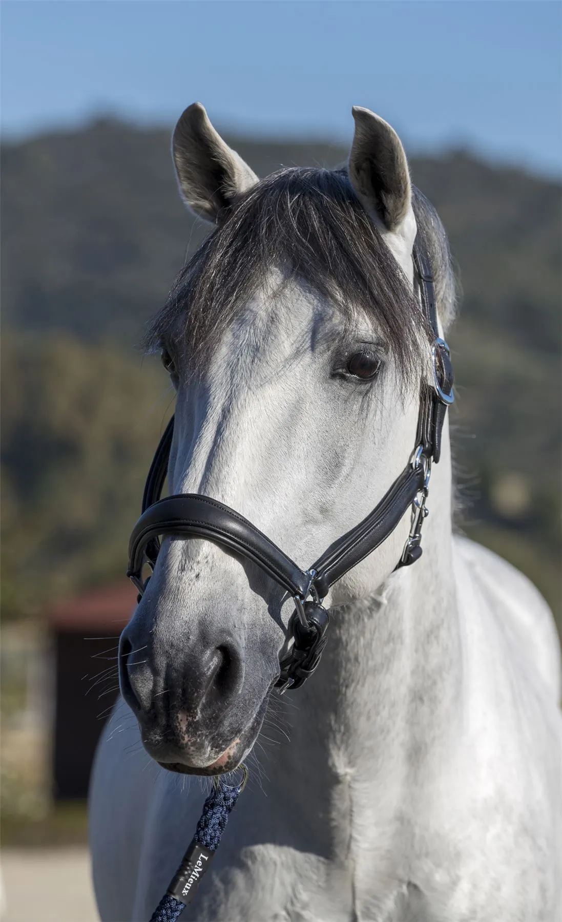 LeMieux Anatomic Headcollar