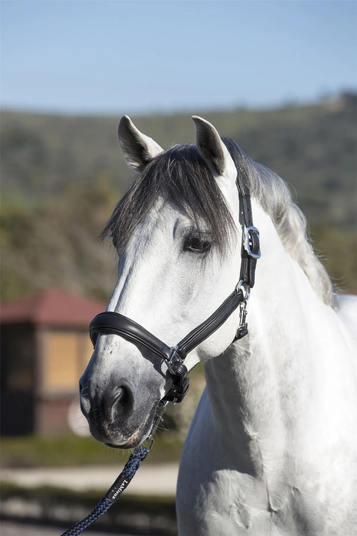 LeMieux Anatomic Headcollar