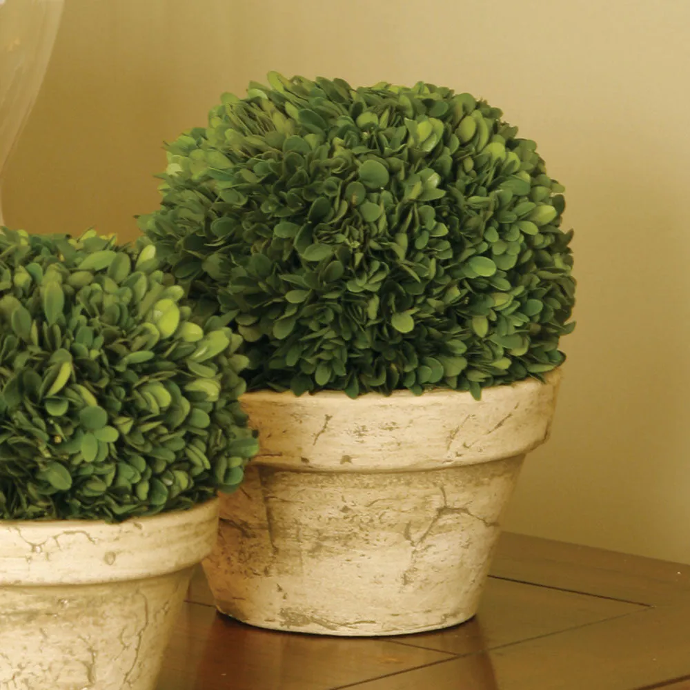NAPA Home & Garden, BOXWOOD BALL IN POT LARGE,7500PG