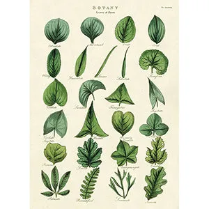Vintage Floral & Botanical Posters