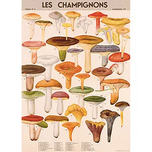 Vintage Floral & Botanical Posters
