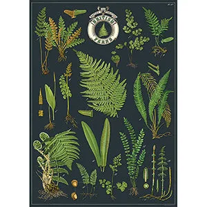 Vintage Floral & Botanical Posters