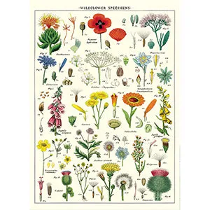 Vintage Floral & Botanical Posters