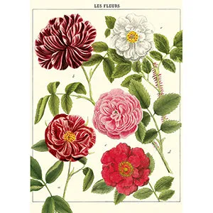 Vintage Floral & Botanical Posters