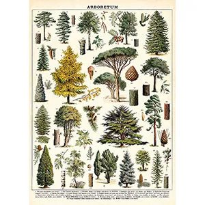 Vintage Floral & Botanical Posters