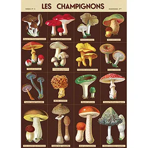 Vintage Floral & Botanical Posters
