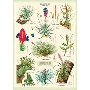 Vintage Floral & Botanical Posters