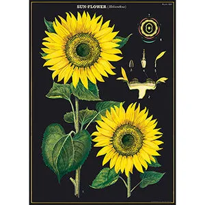 Vintage Floral & Botanical Posters