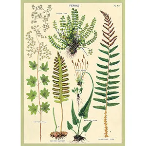 Vintage Floral & Botanical Posters