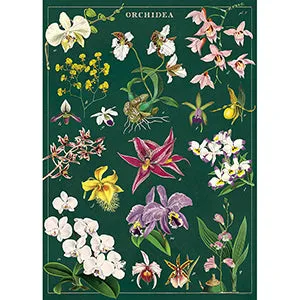 Vintage Floral & Botanical Posters
