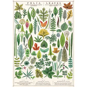 Vintage Floral & Botanical Posters
