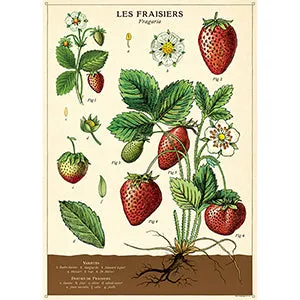Vintage Floral & Botanical Posters