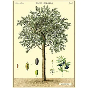 Vintage Floral & Botanical Posters