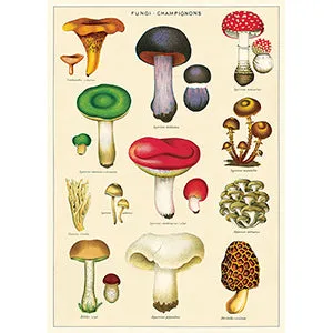 Vintage Floral & Botanical Posters