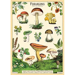 Vintage Floral & Botanical Posters