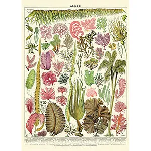 Vintage Floral & Botanical Posters