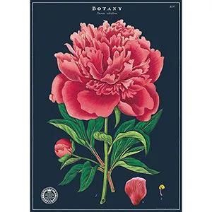 Vintage Floral & Botanical Posters