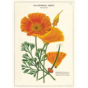 Vintage Floral & Botanical Posters